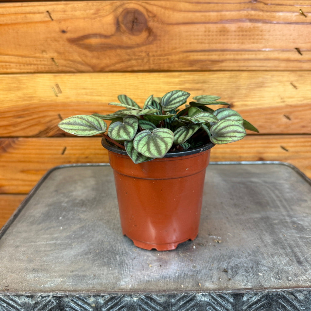 Peperomia 'Piccolo Banda', 4-inch Plant product image 1