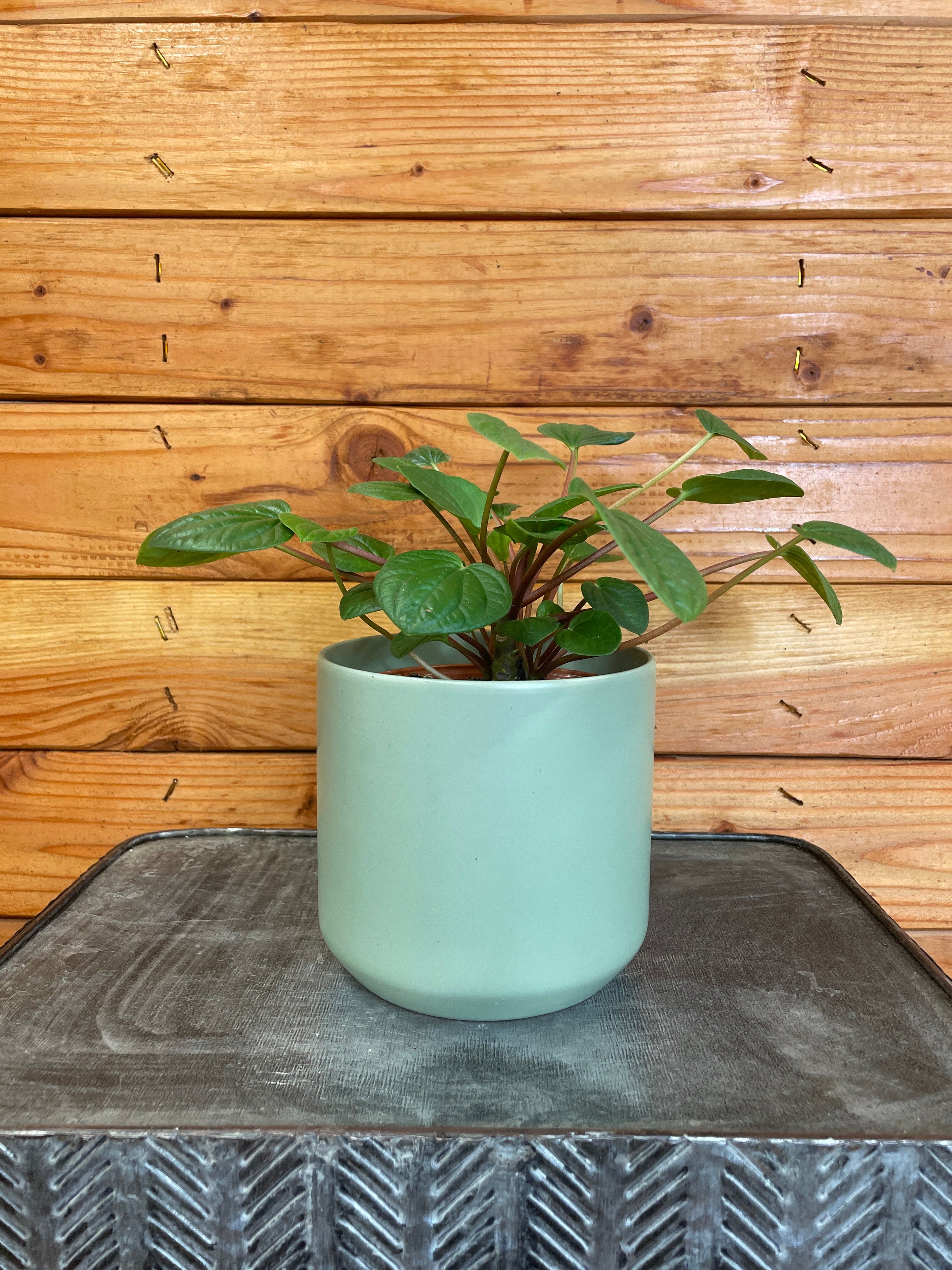 Peperomia 'Rana Verde', 4-inch Plant product image 3