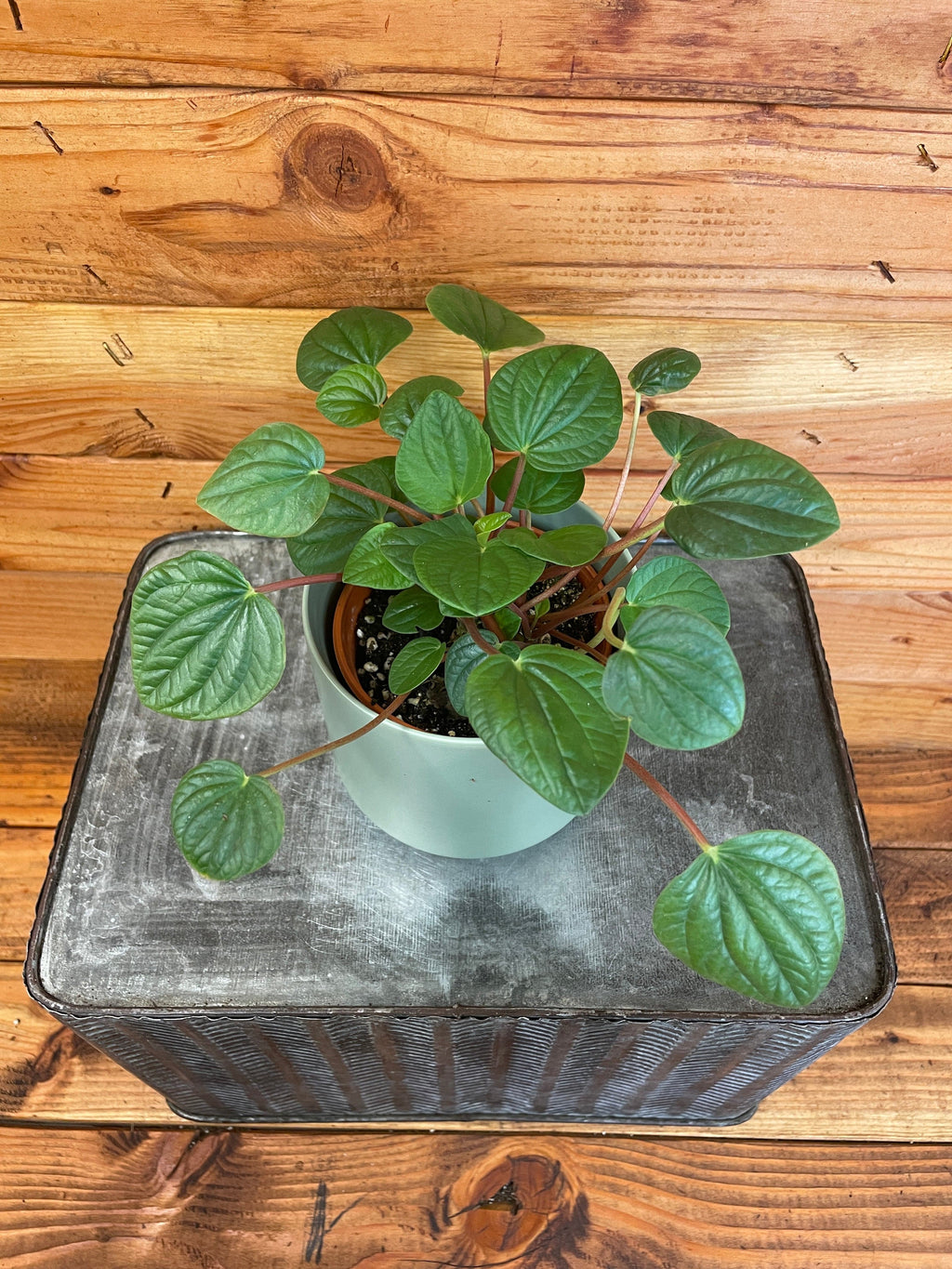 Peperomia 'Rana Verde', 4-inch Plant product image 2
