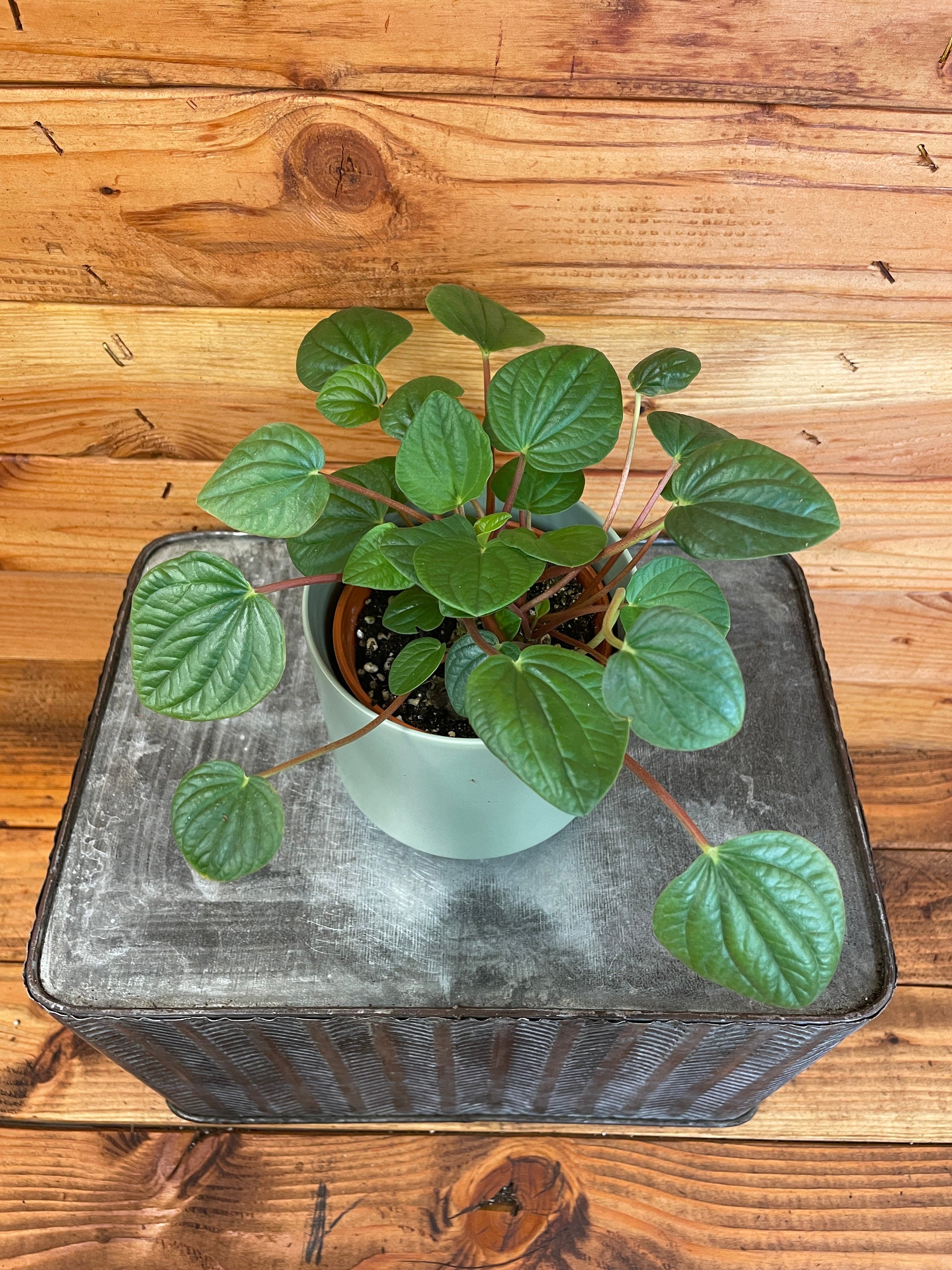 Peperomia 'Rana Verde', 4-inch Plant product image 2