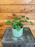 Peperomia 'Rana Verde', 4-inch Plant product image 1