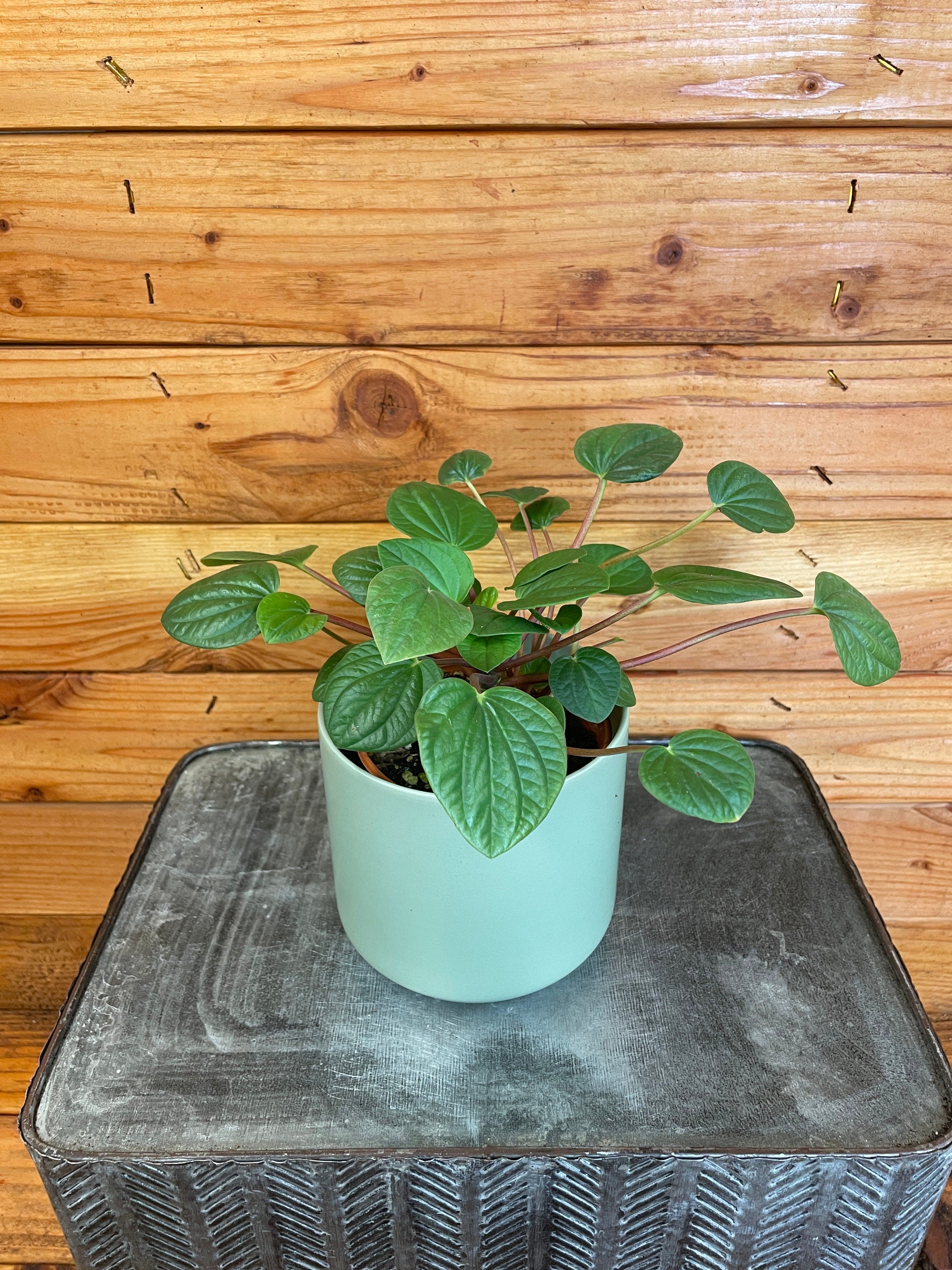 Peperomia 'Rana Verde', 4-inch Plant product image 1