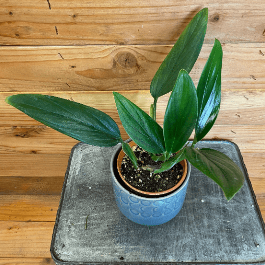 Philodendron guttiferum, 4-inch Plant product image 3
