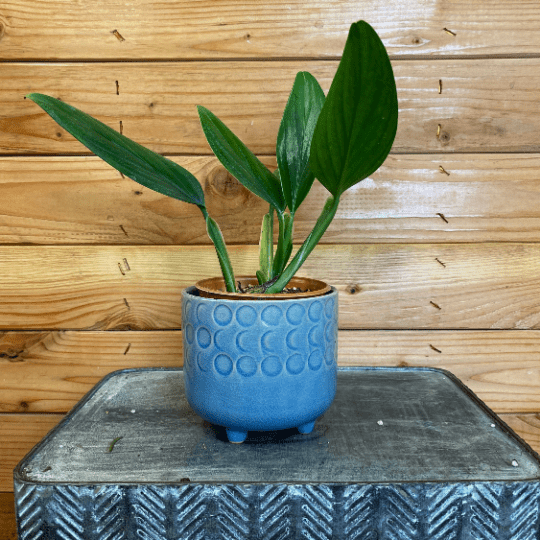 Philodendron guttiferum, 4-inch Plant product image 2