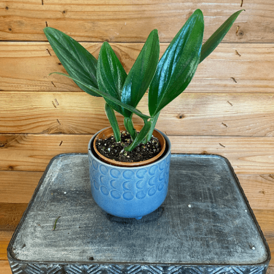 Philodendron guttiferum, 4-inch Plant product image 1