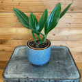 Philodendron guttiferum, 4-inch Plant product image 1