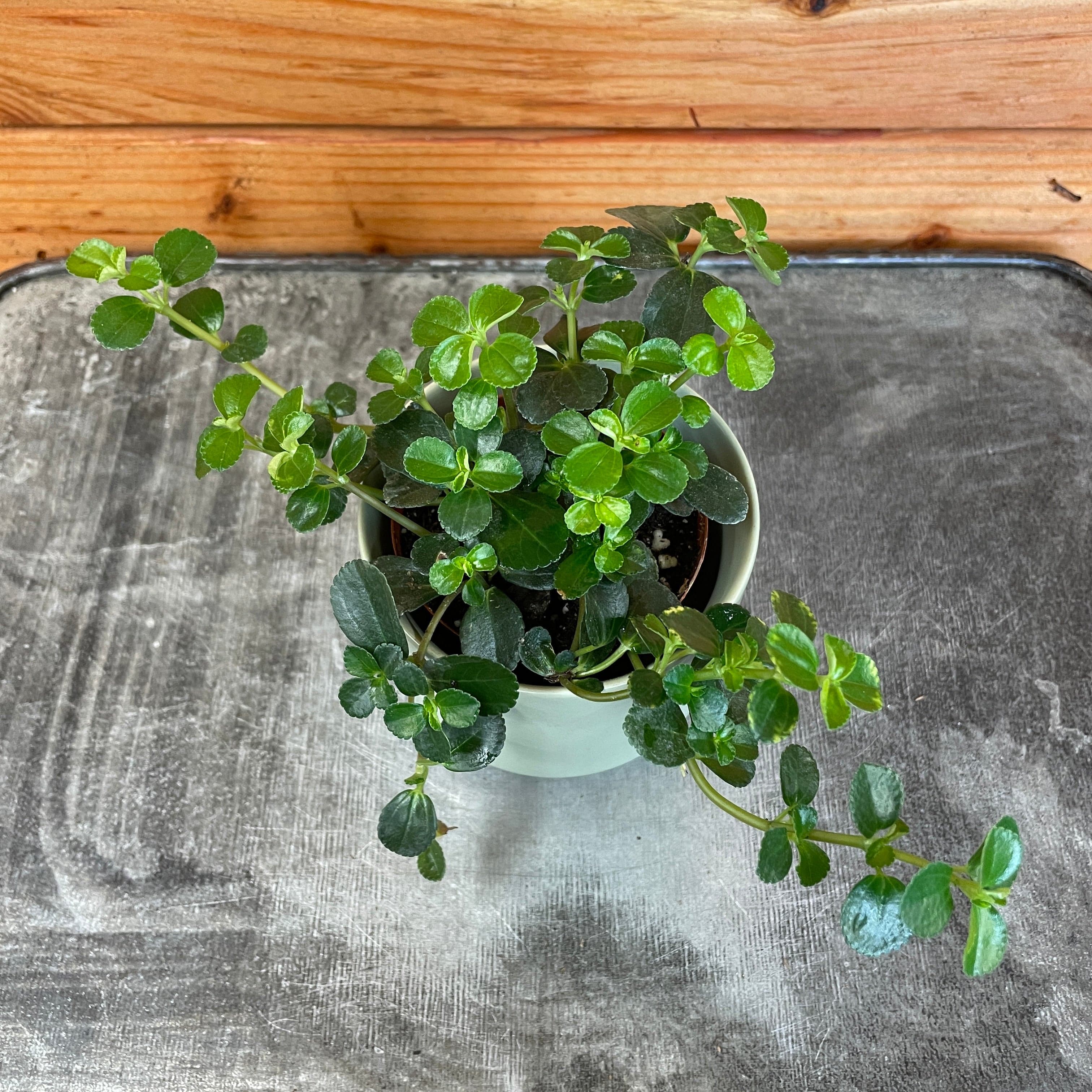 Pilea 'Espresso', 2-inch Plant product image 3