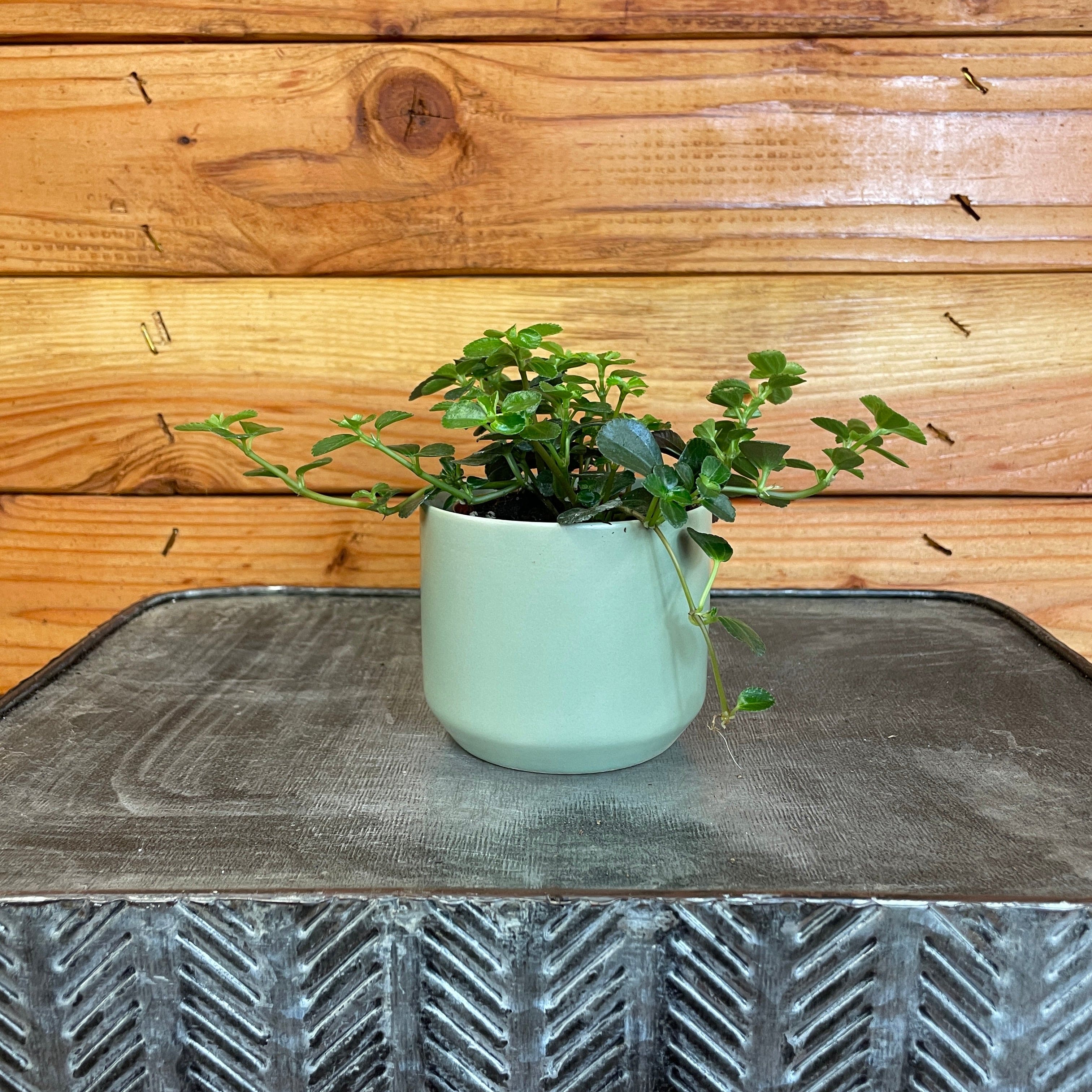 Pilea 'Espresso', 2-inch Plant product image 2