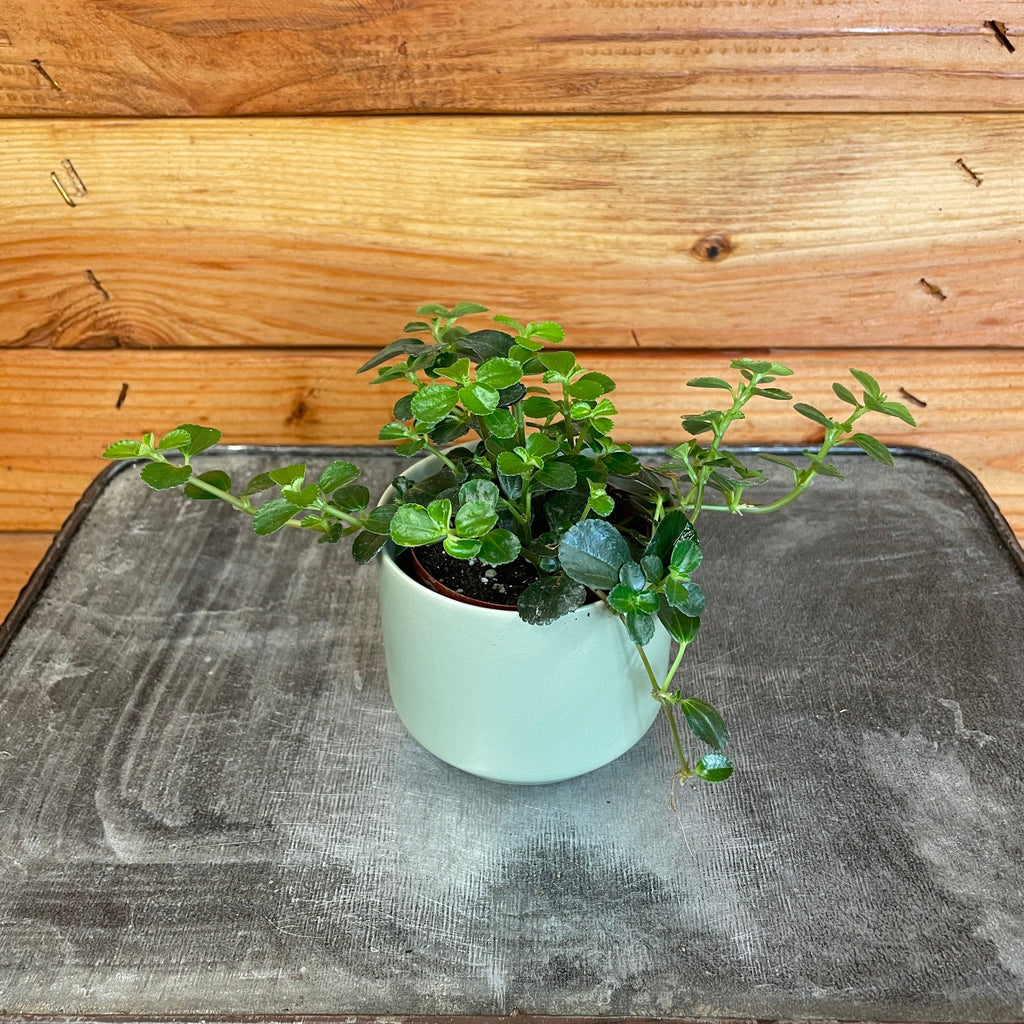 Pilea 'Espresso', 2-inch Plant product image 1