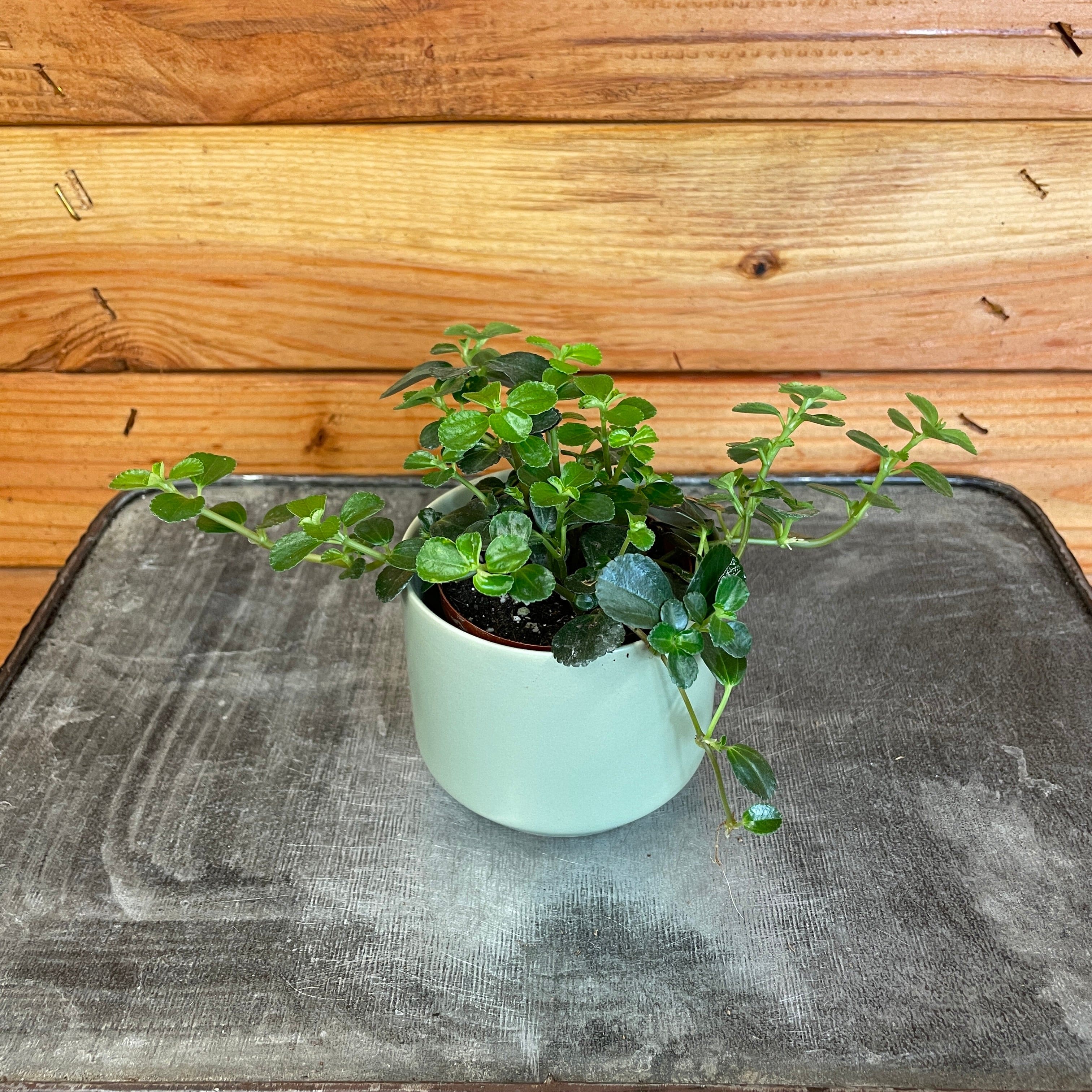 Pilea 'Espresso', 2-inch Plant product image 1