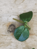 Pilea Espresso, Cuttings, 5 Unrooted