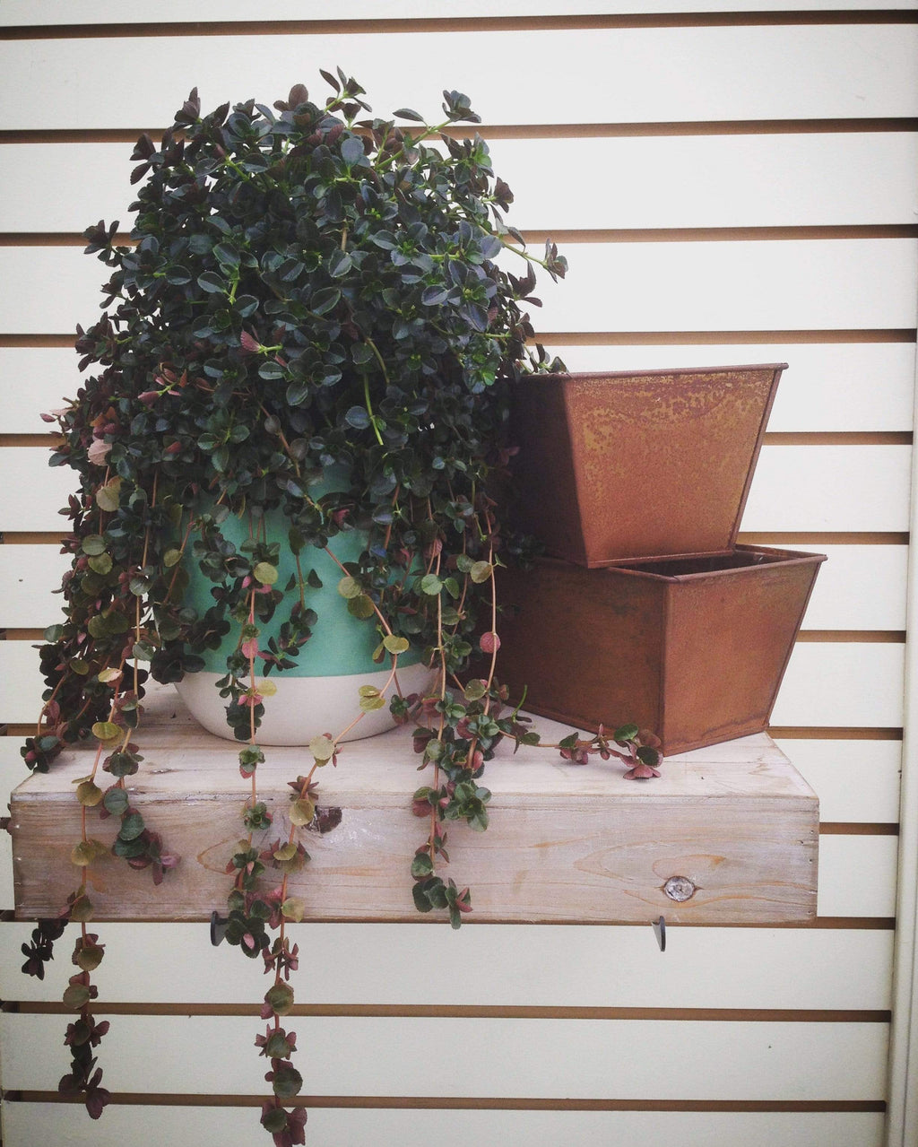 Pilea Espresso, Cuttings, 5 Unrooted — product image 2