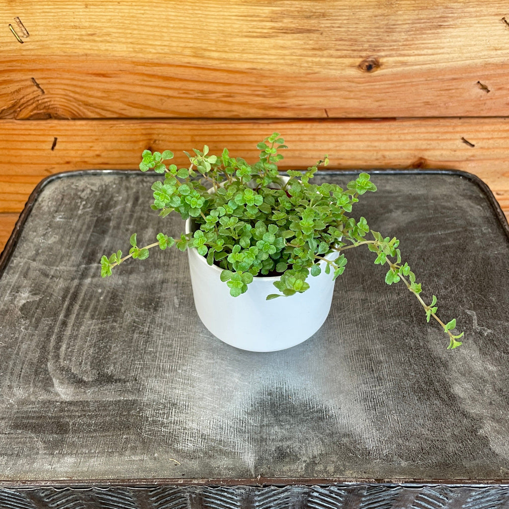 Pilea 'Tiny Tears', 2-inch Plant product image 1