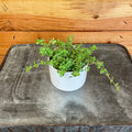 Pilea 'Tiny Tears', 2-inch Plant product image 1