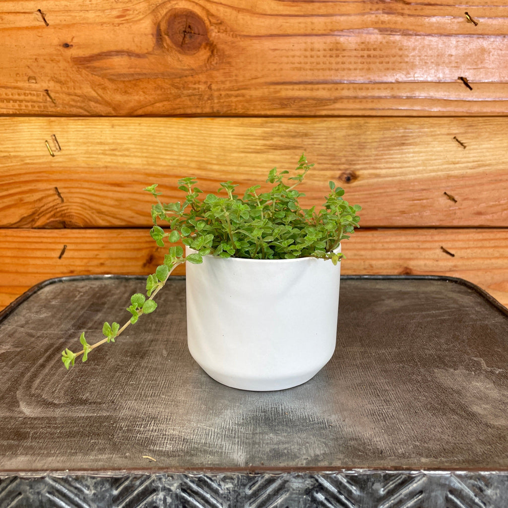 Pilea 'Tiny Tears', 2-inch Plant product image 2