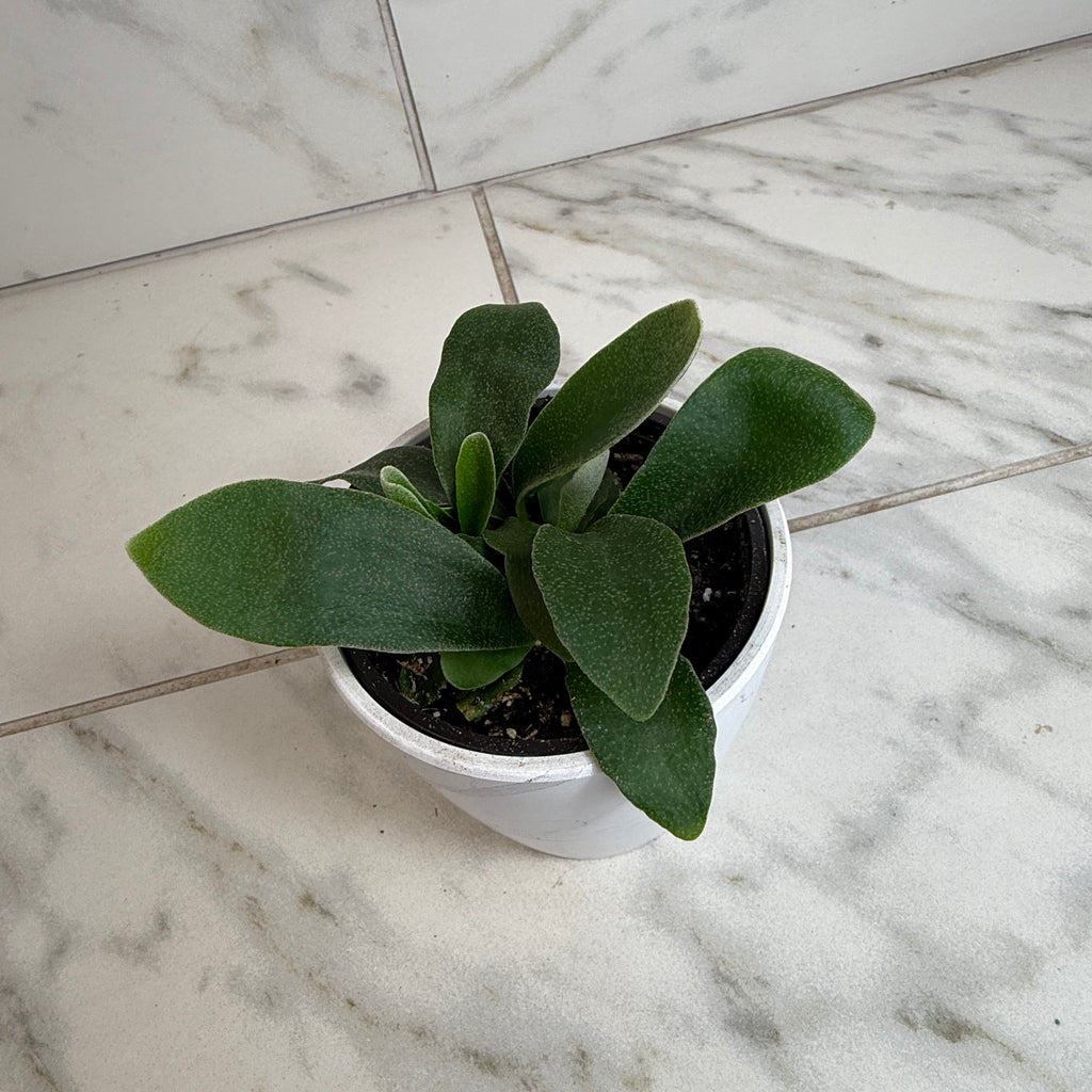 Platycerium bifurcatum 'Netherlands' Staghorn Fern, 4-inch Plant product image 5