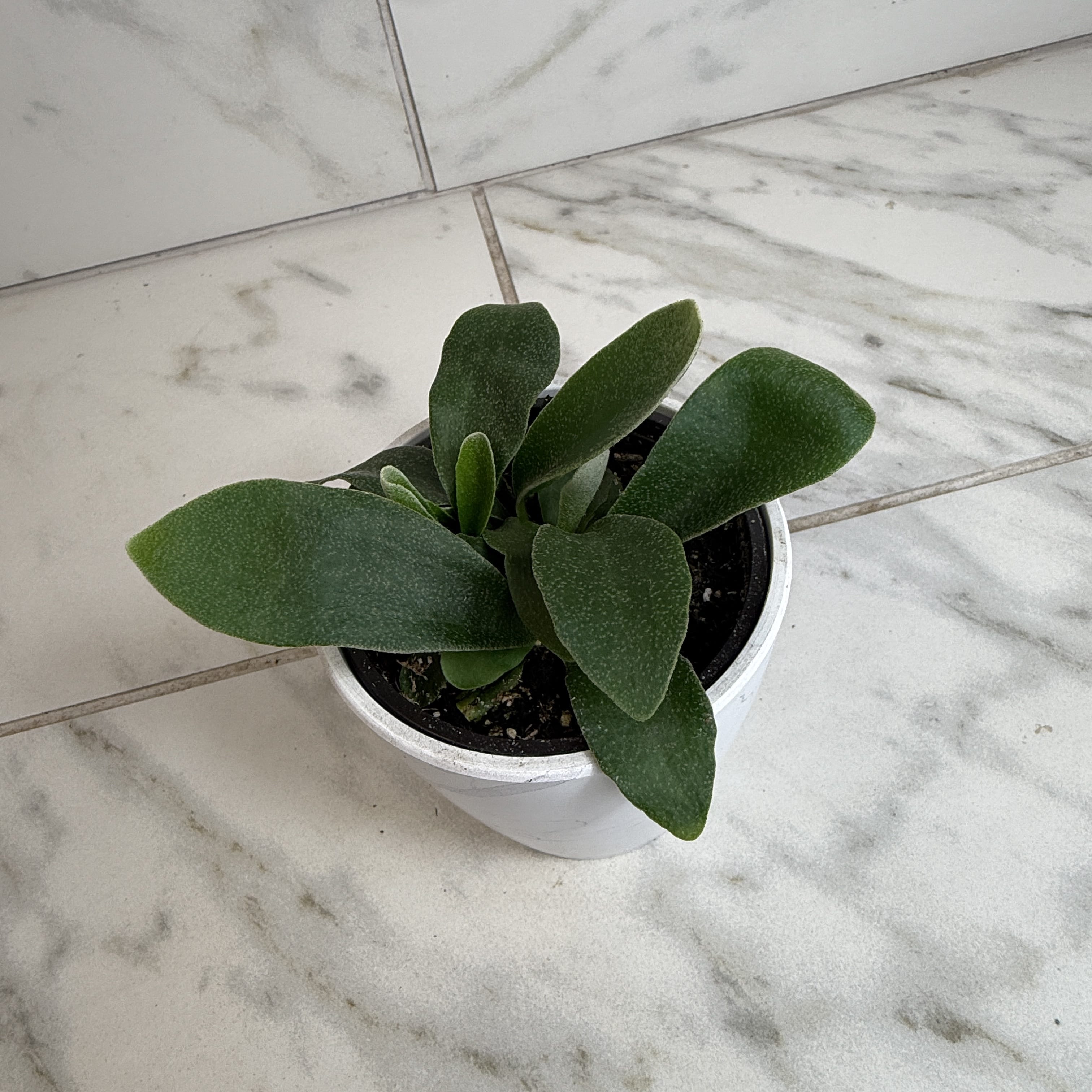 Platycerium bifurcatum 'Netherlands' Staghorn Fern, 4-inch Plant product image 5