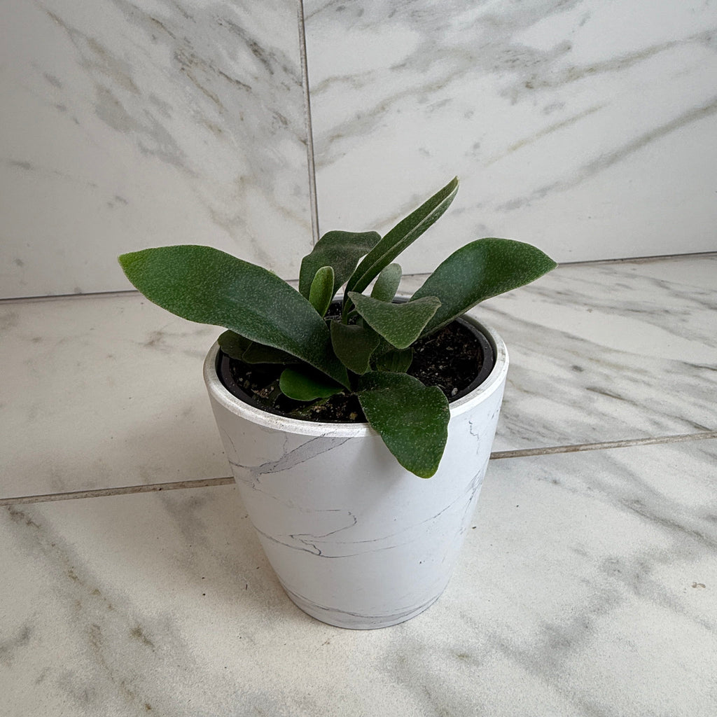 Platycerium bifurcatum 'Netherlands' Staghorn Fern, 4-inch Plant product image 4