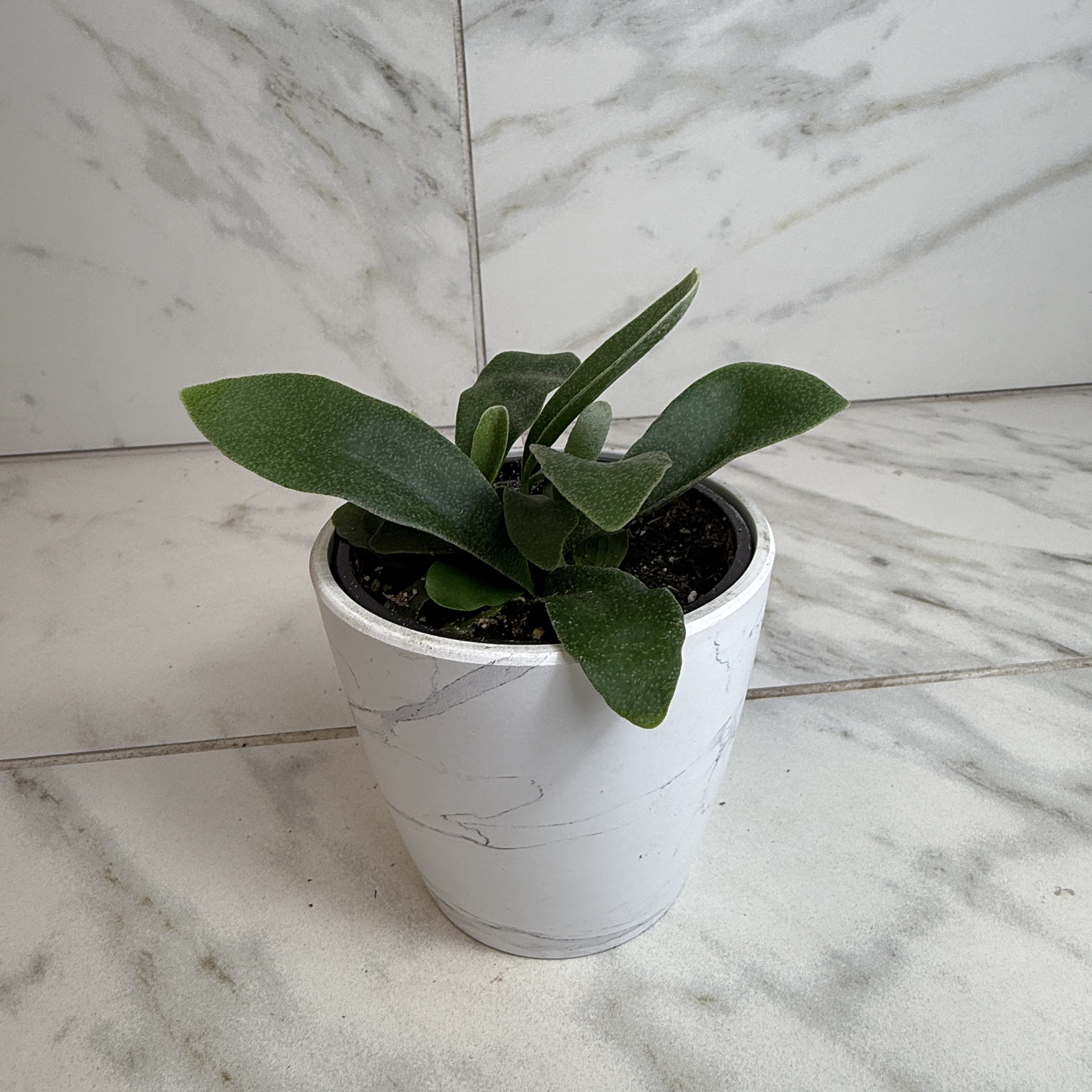 Platycerium bifurcatum 'Netherlands' Staghorn Fern, 4-inch Plant product image 4