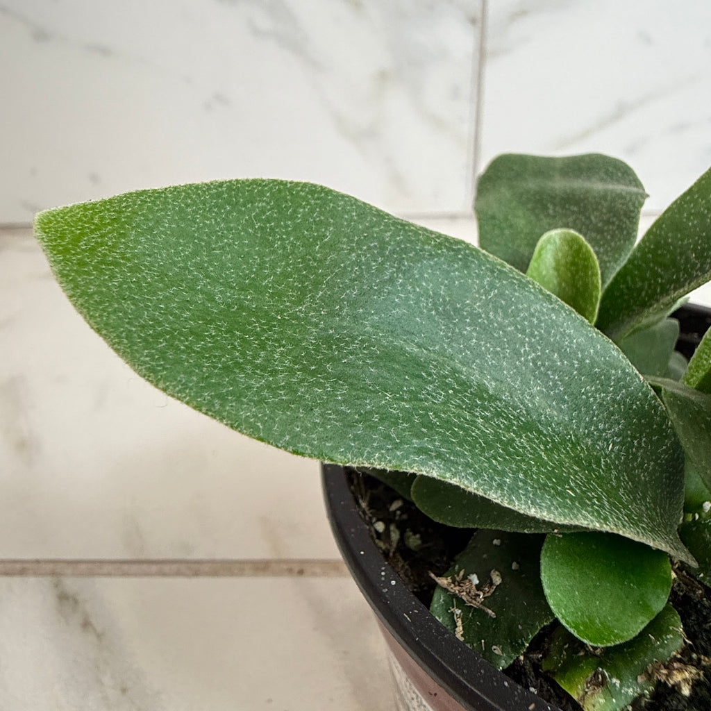 Platycerium bifurcatum 'Netherlands' Staghorn Fern, 4-inch Plant product image 3