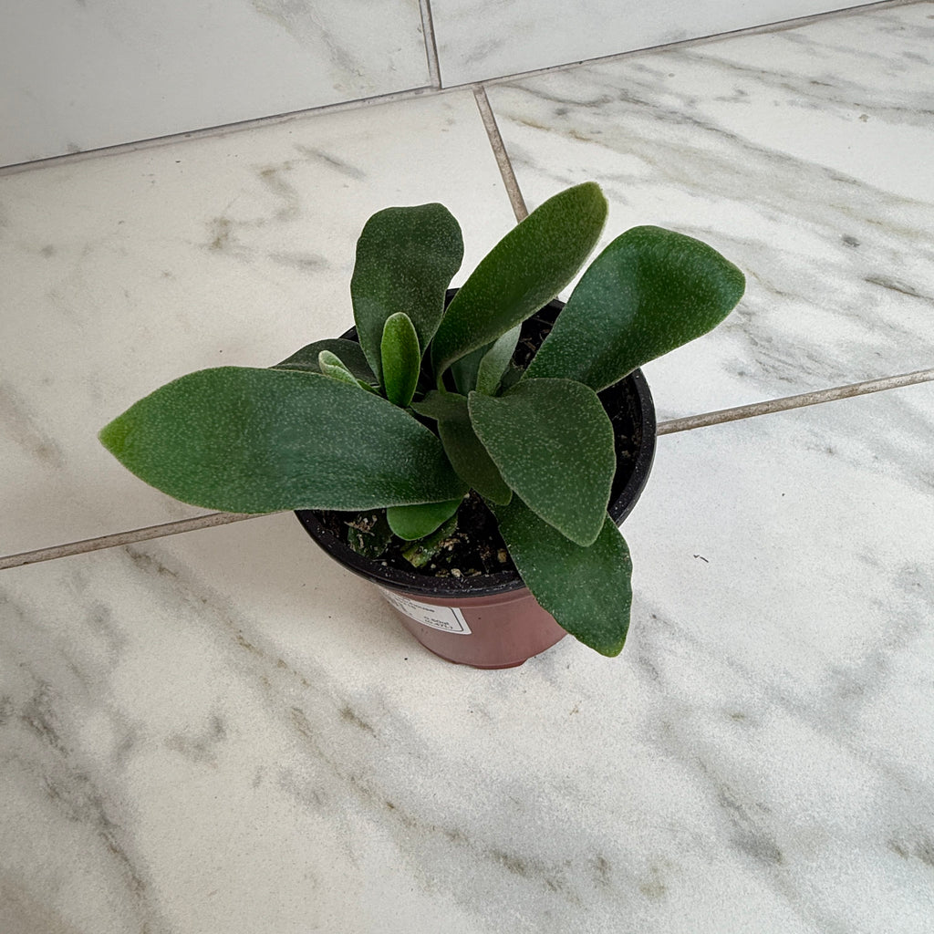 Platycerium bifurcatum 'Netherlands' Staghorn Fern, 4-inch Plant product image 2