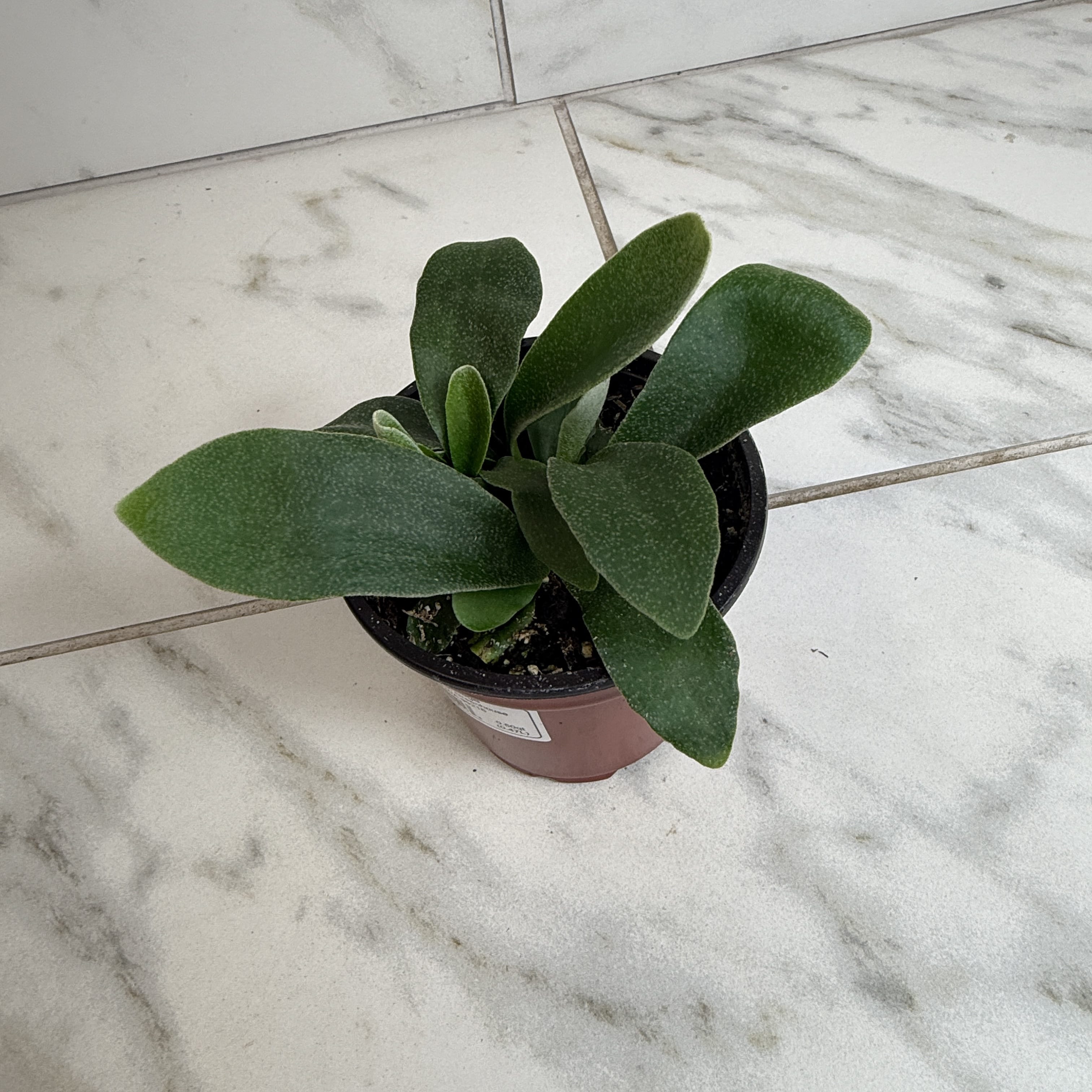 Platycerium bifurcatum 'Netherlands' Staghorn Fern, 4-inch Plant product image 2