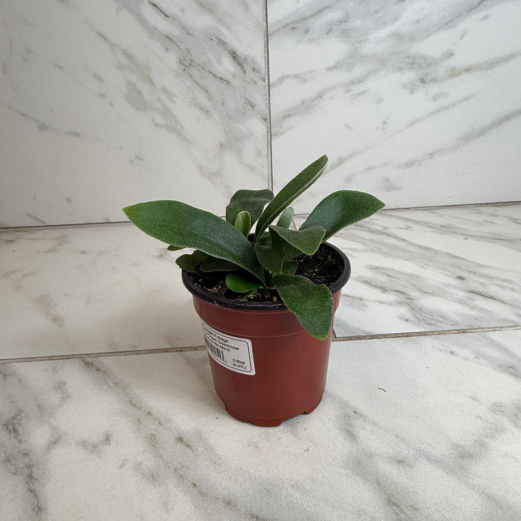 Platycerium bifurcatum 'Netherlands' Staghorn Fern, 4-inch Plant product image 1