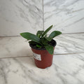 Platycerium bifurcatum 'Netherlands' Staghorn Fern, 4-inch Plant product image 1