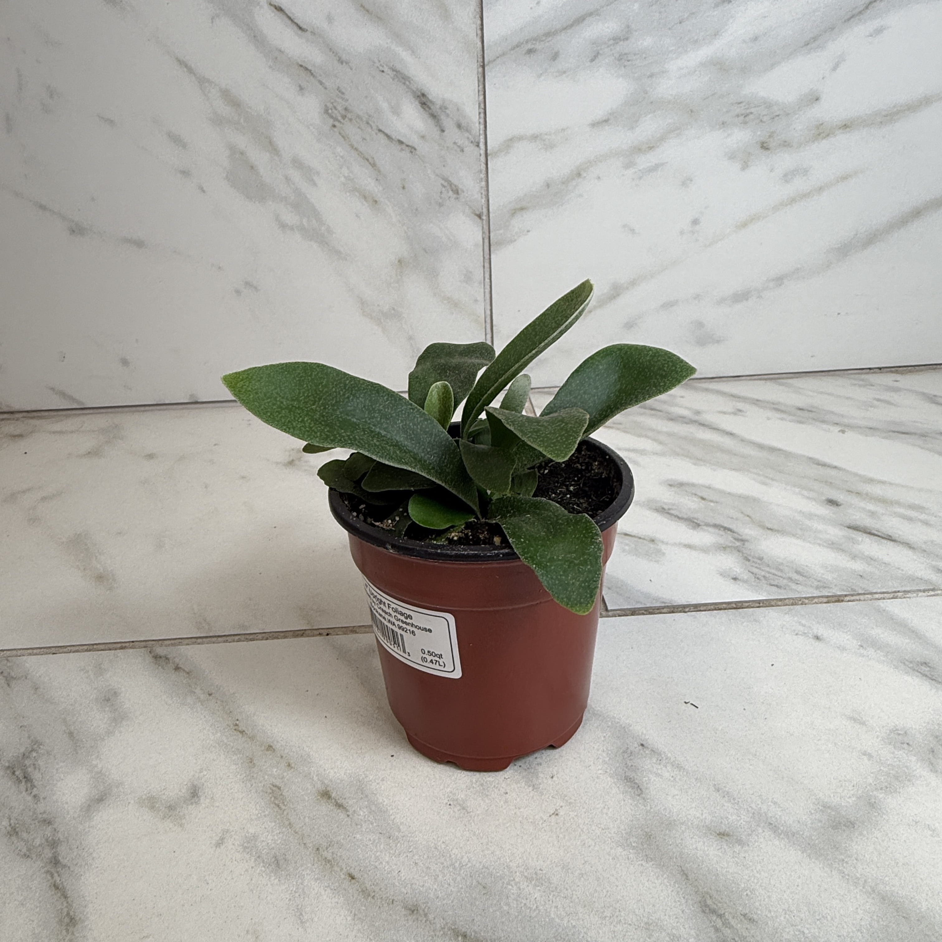 Platycerium bifurcatum 'Netherlands' Staghorn Fern, 4-inch Plant product image 1