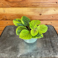 Plectranthus Guacamole, 2-inch Plant