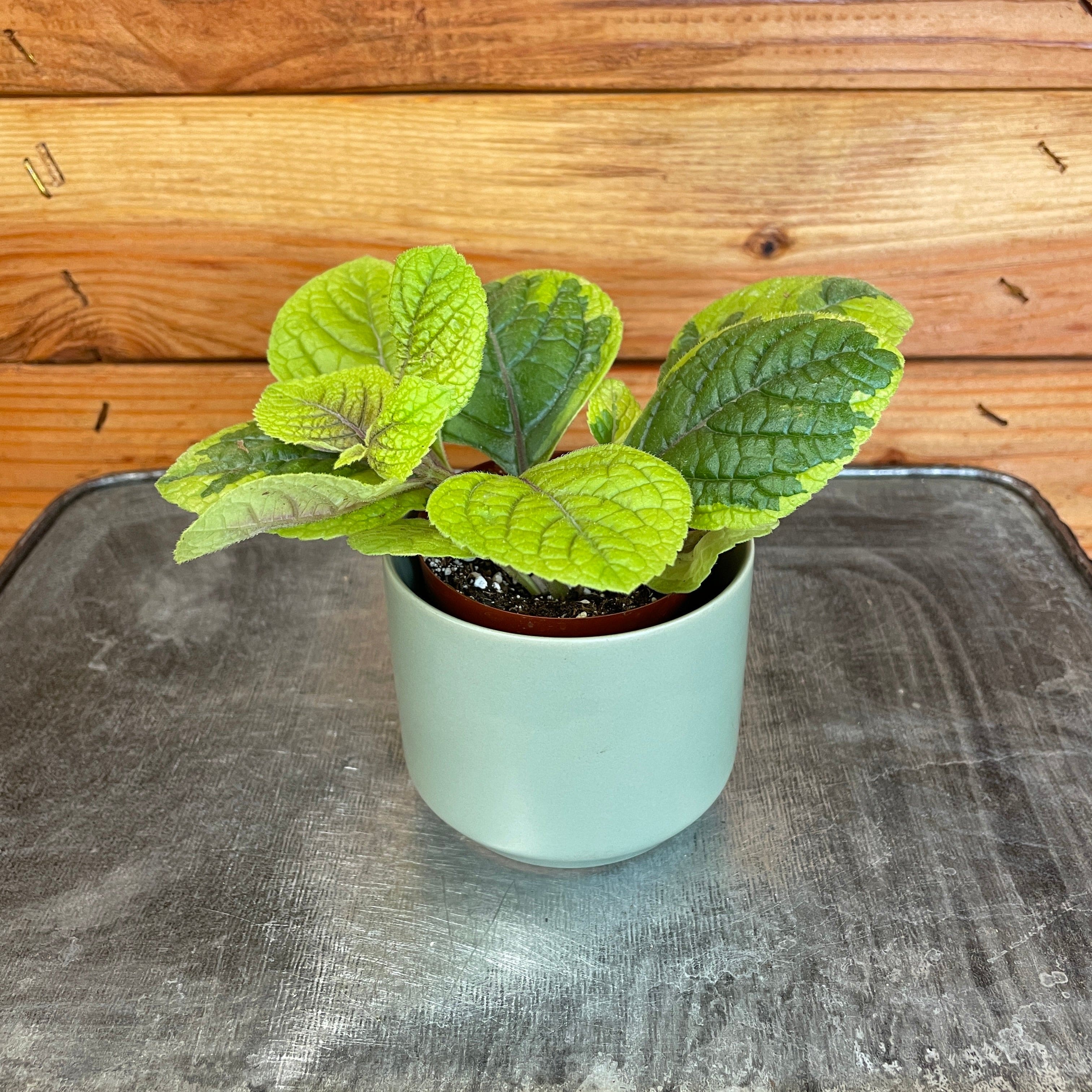 Plectranthus Guacamole, 2-inch Plant — product image 2