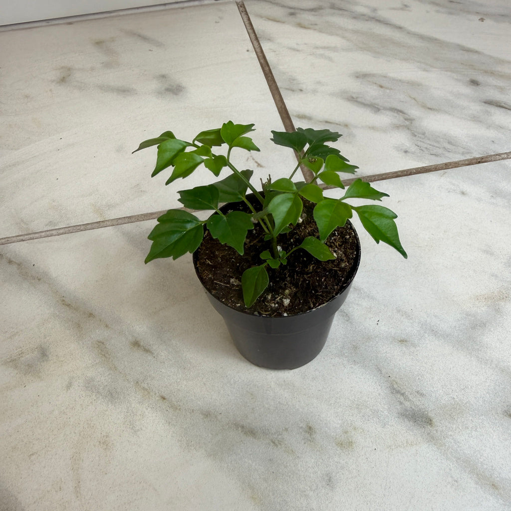 Radermachera sinica 'China Doll', 2-inch Plant product image 1
