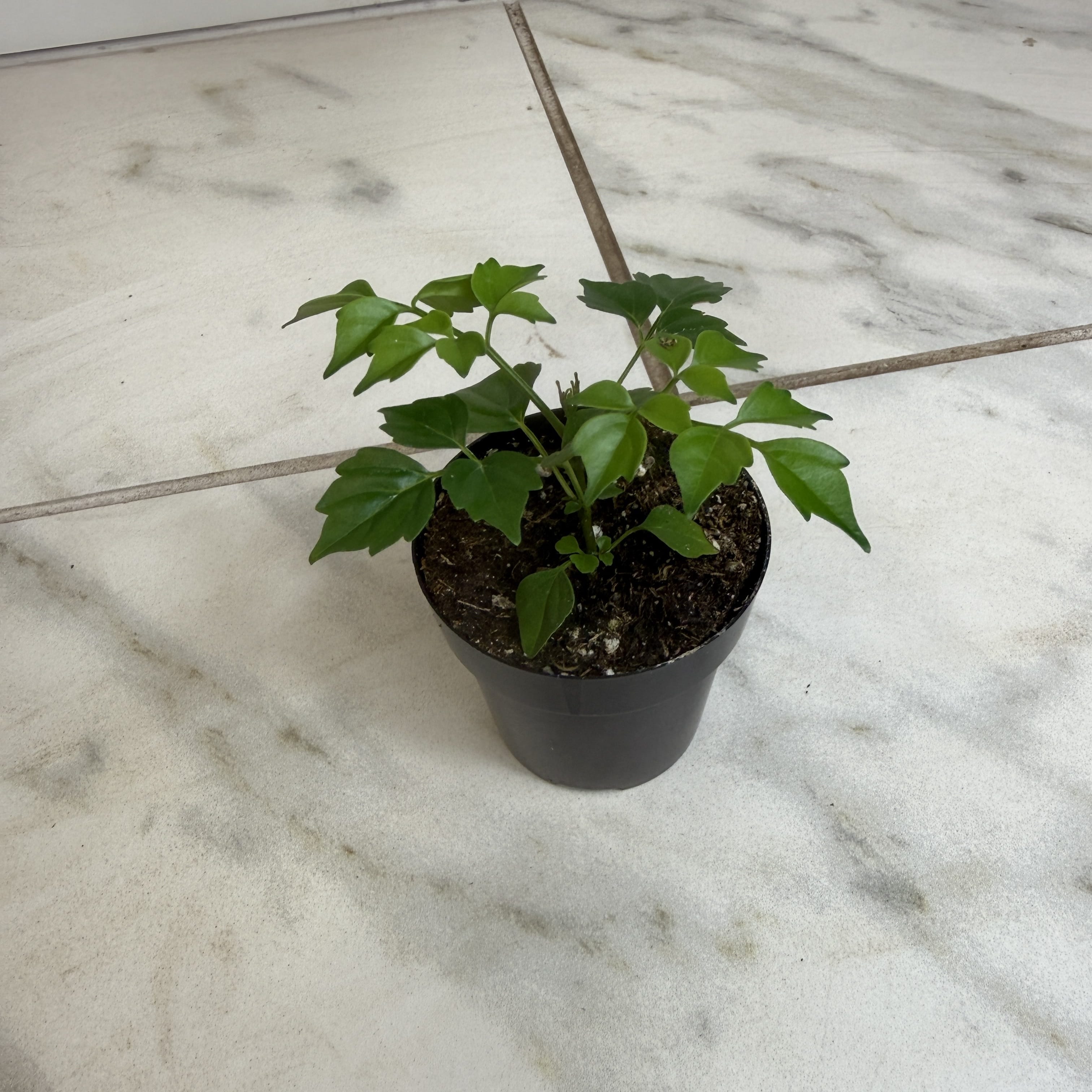 Radermachera sinica 'China Doll', 2-inch Plant product image 1