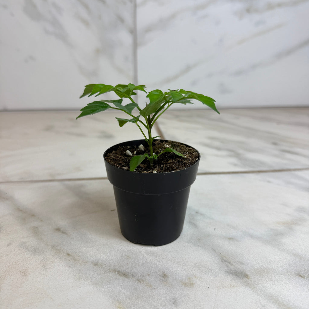 Radermachera sinica 'China Doll', 2-inch Plant product image 2