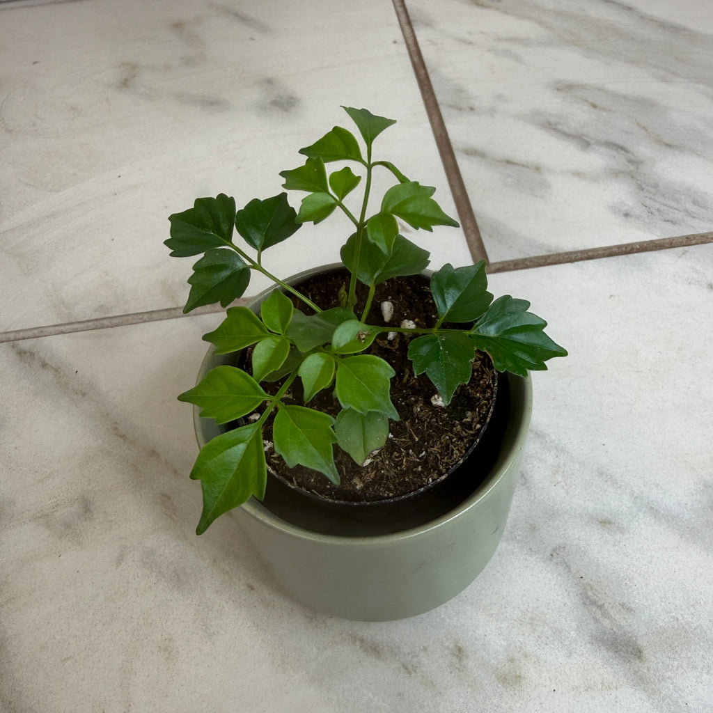 Radermachera sinica 'China Doll', 2-inch Plant product image 5