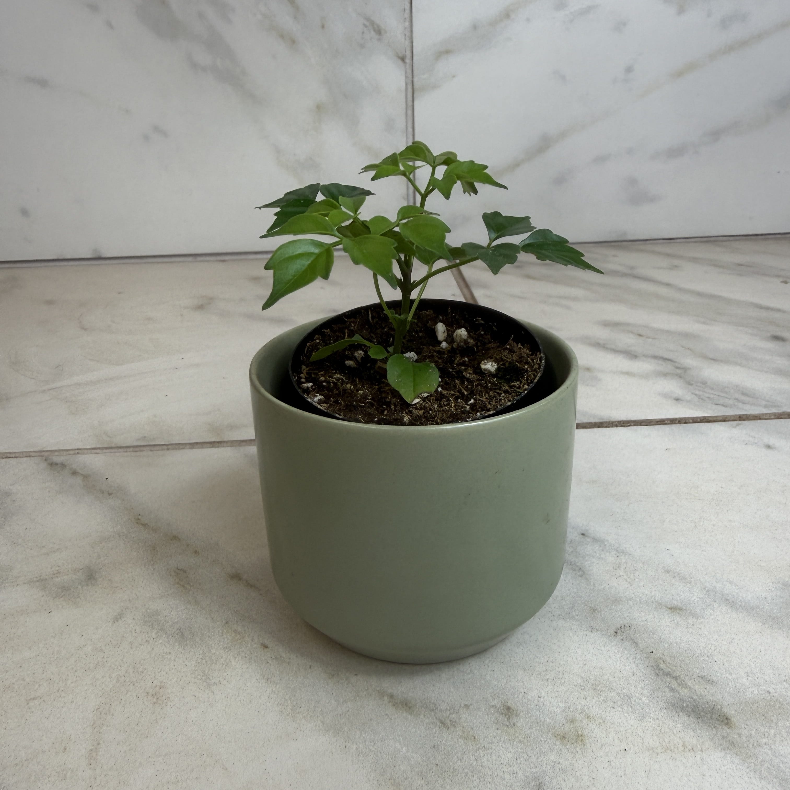 Radermachera sinica 'China Doll', 2-inch Plant product image 4