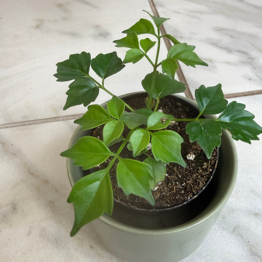 Radermachera sinica 'China Doll', 2-inch Plant product image 3