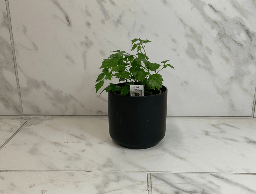 Radermachera sinica 'China Doll', 4-inch Plant product image 3