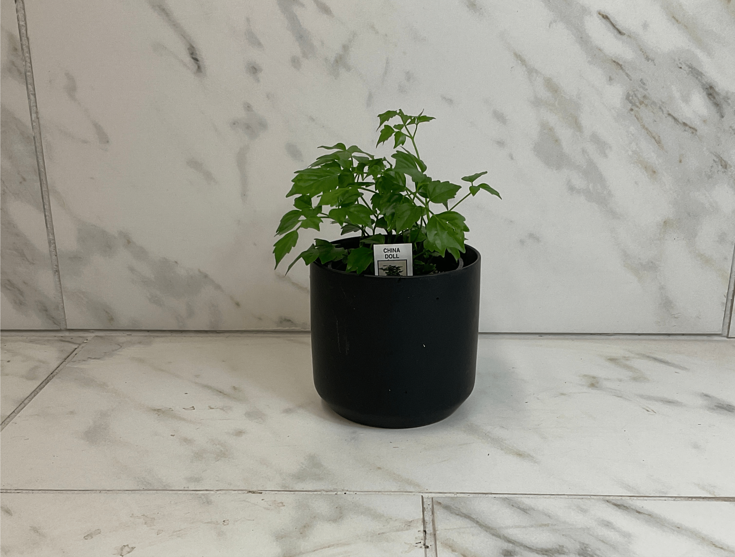 Radermachera sinica 'China Doll', 4-inch Plant product image 3