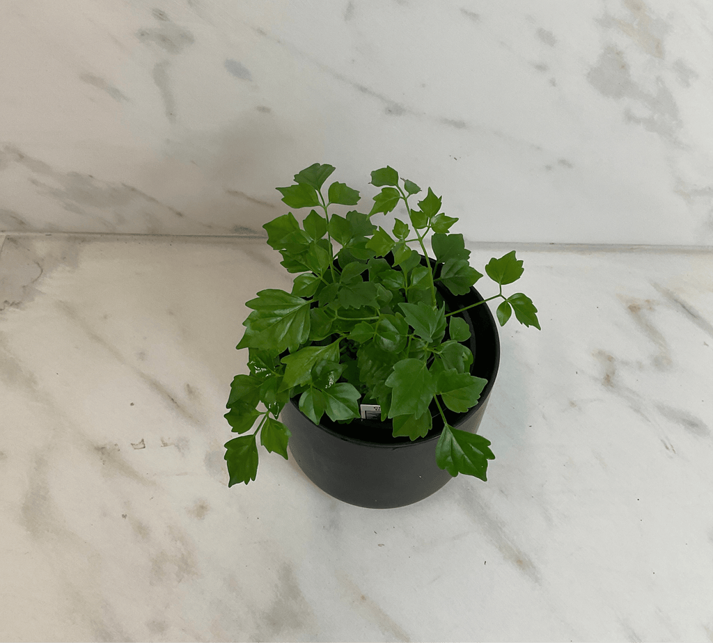 Radermachera sinica 'China Doll', 4-inch Plant product image 1