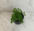 Radermachera sinica 'China Doll', 4-inch Plant product image 1