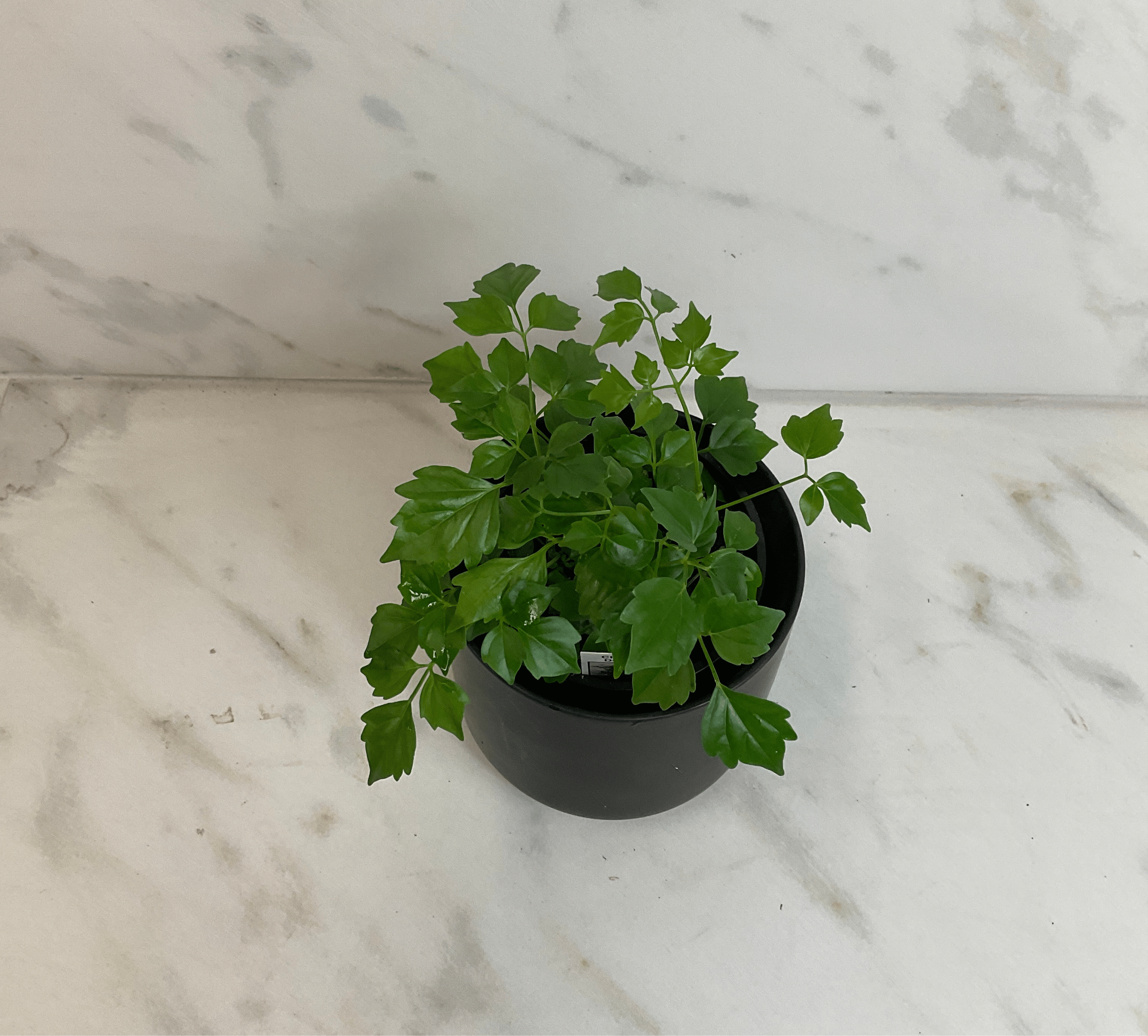 Radermachera sinica 'China Doll', 4-inch Plant product image 1