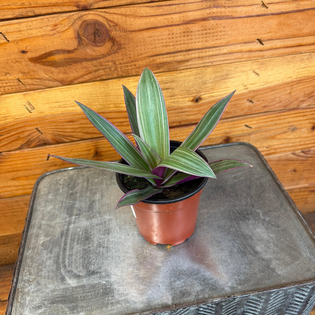 Rhoeo Spathacea Tricolor, 4-inch Plant product image 2