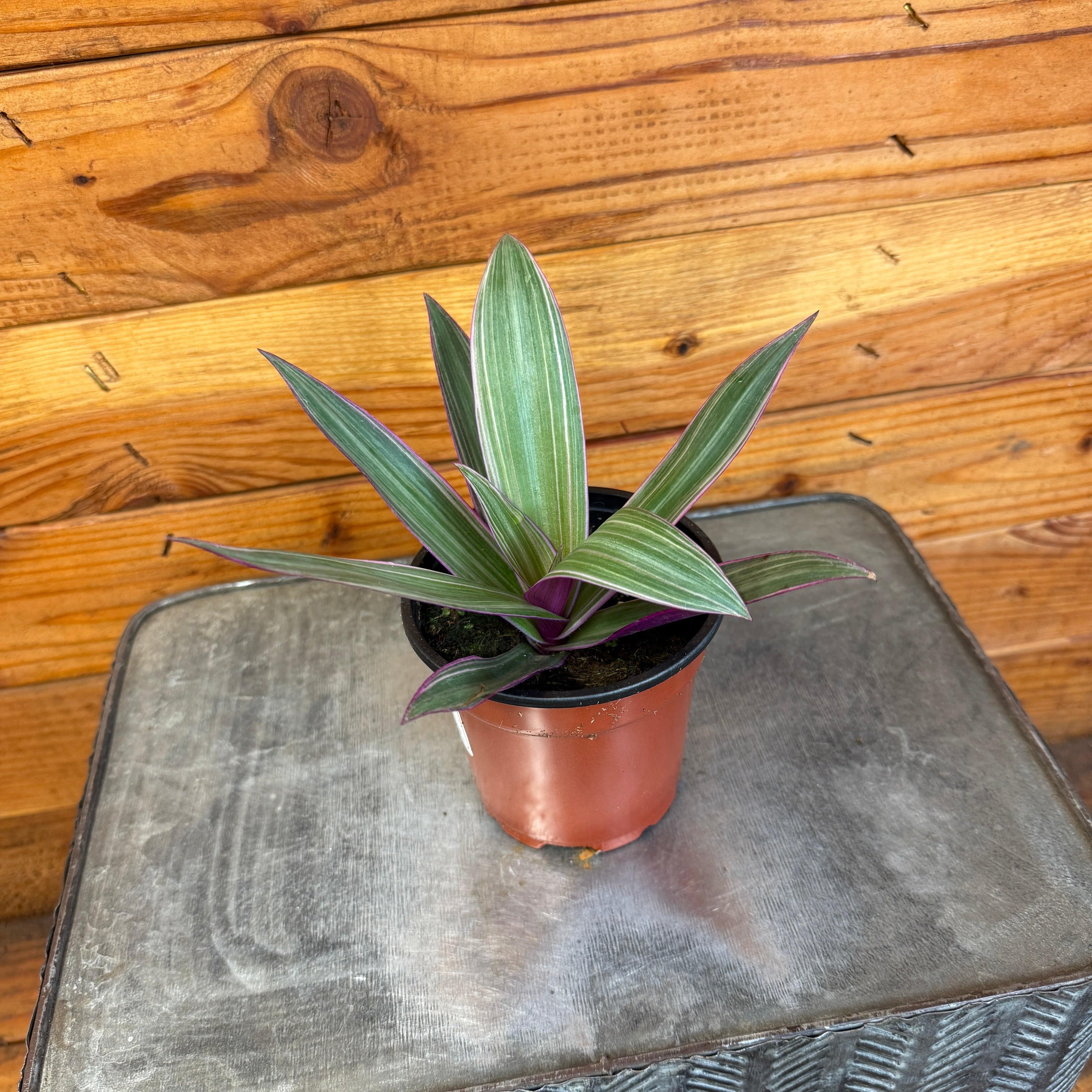 Rhoeo Spathacea Tricolor, 4-inch Plant product image 2