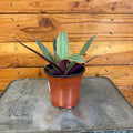 Rhoeo Spathacea Tricolor, 4-inch Plant product image 1