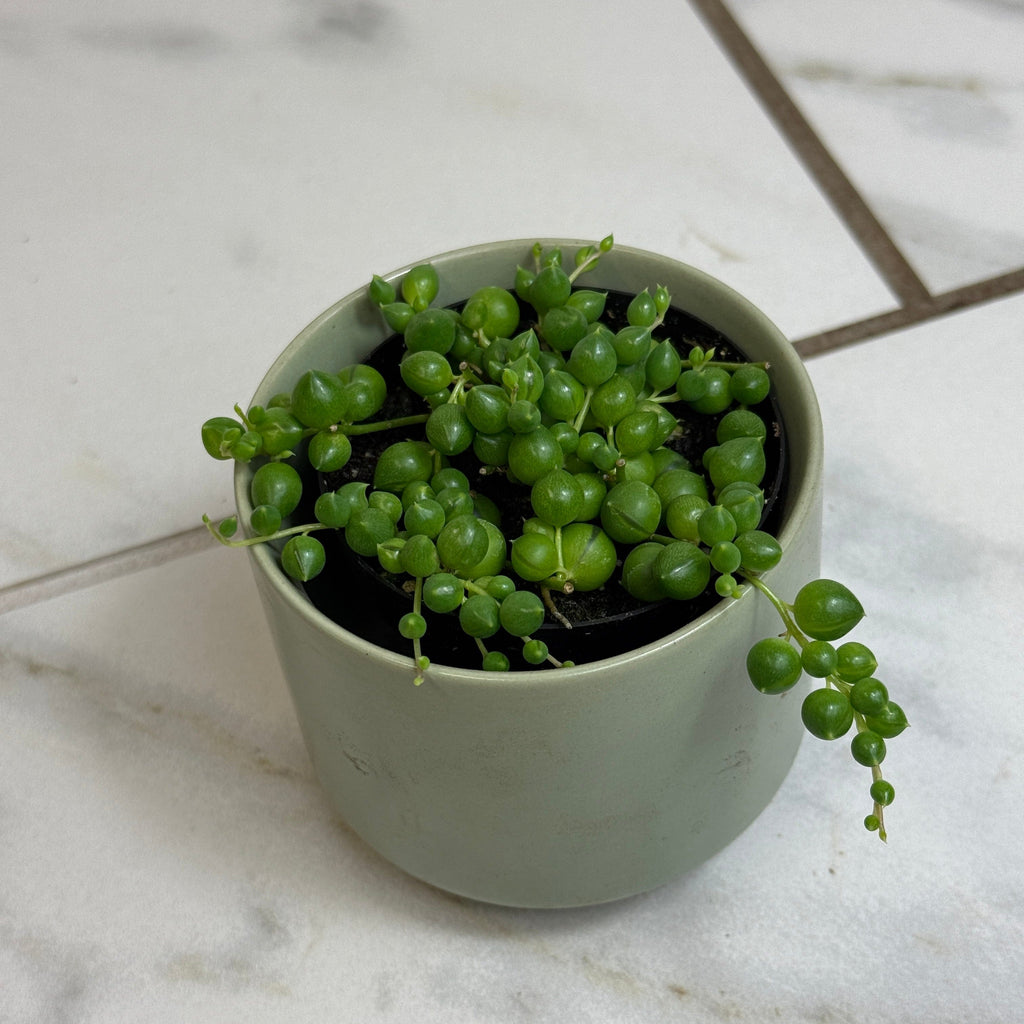 Curio rowleyanus 'String of Pearls', 2-inch Plant product image 5