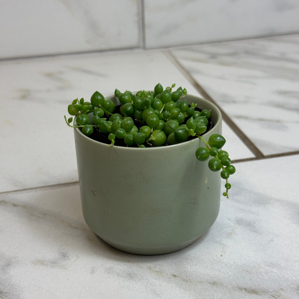 Curio rowleyanus 'String of Pearls', 2-inch Plant product image 4
