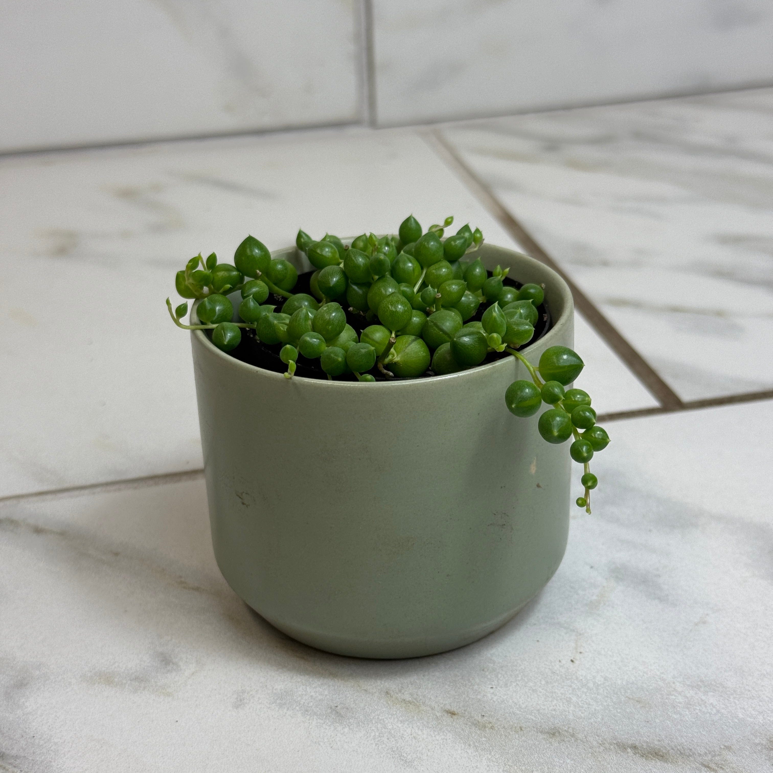 Curio rowleyanus 'String of Pearls', 2-inch Plant product image 4