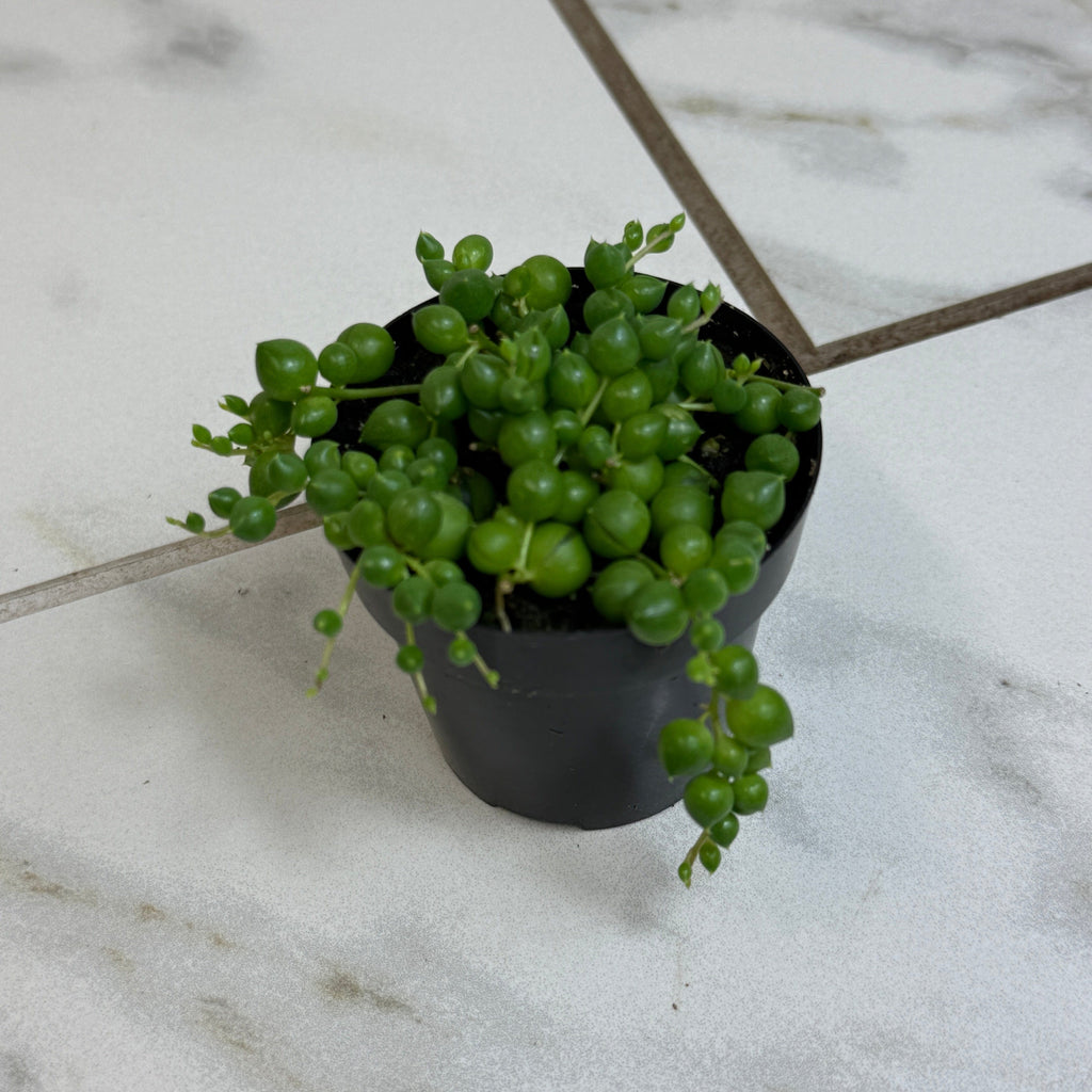Curio rowleyanus 'String of Pearls', 2-inch Plant product image 2
