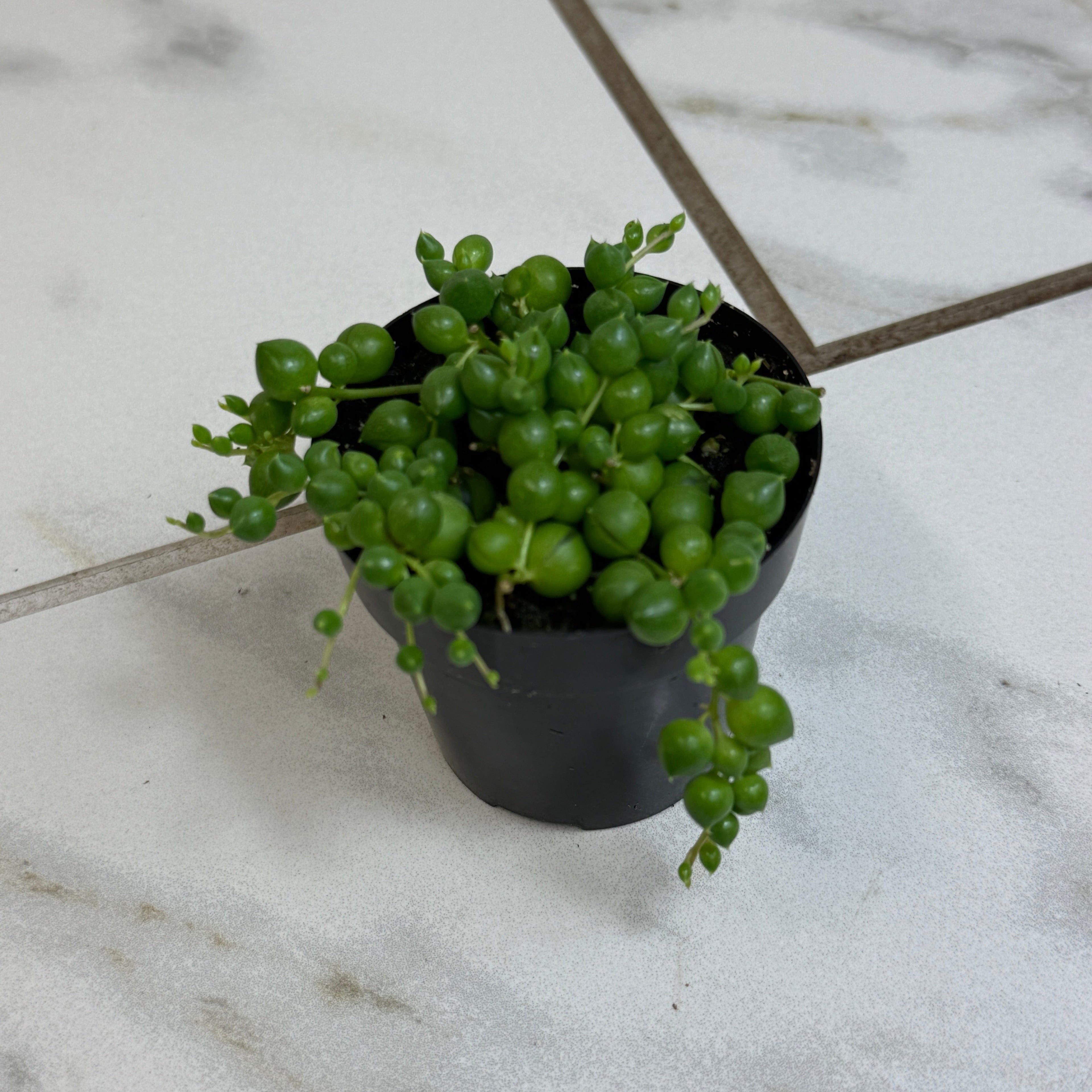 Curio rowleyanus 'String of Pearls', 2-inch Plant product image 2